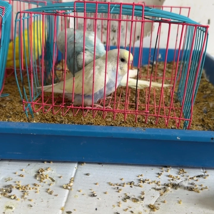 虎皮鹦鹉大头鹦鹉