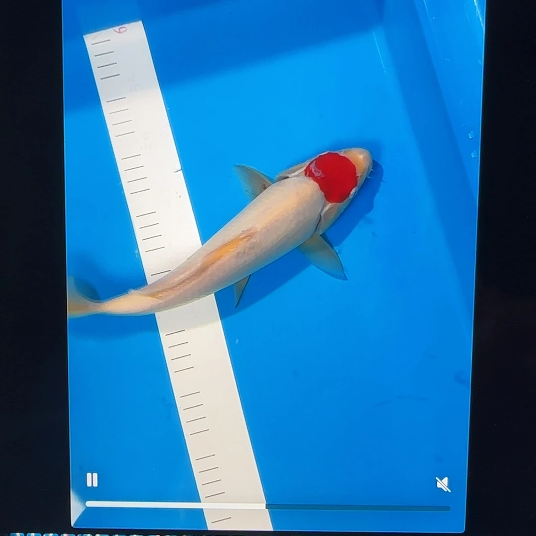 渔悦锦鲤四选丹顶一尾