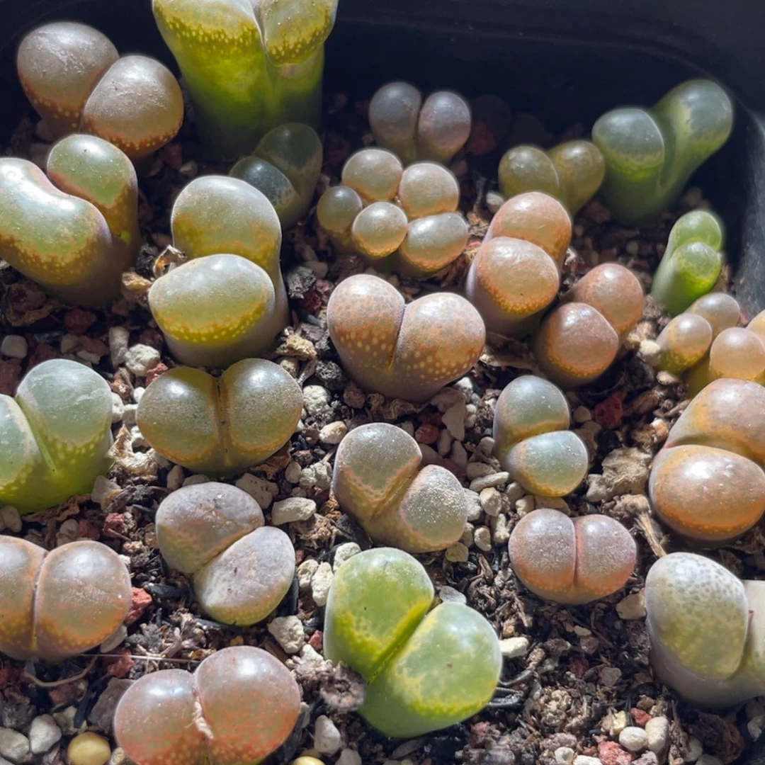 今晚大盆特价更新～27