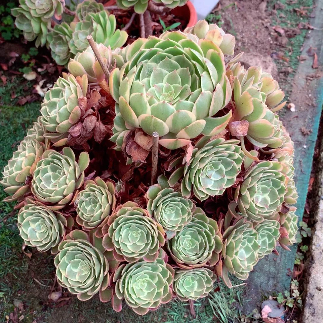老桩花妖，多肉植物