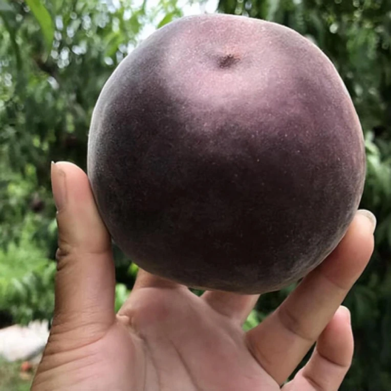 黑皮油桃嫁接枝条 六月下旬成熟 单果六两以上 极丰产