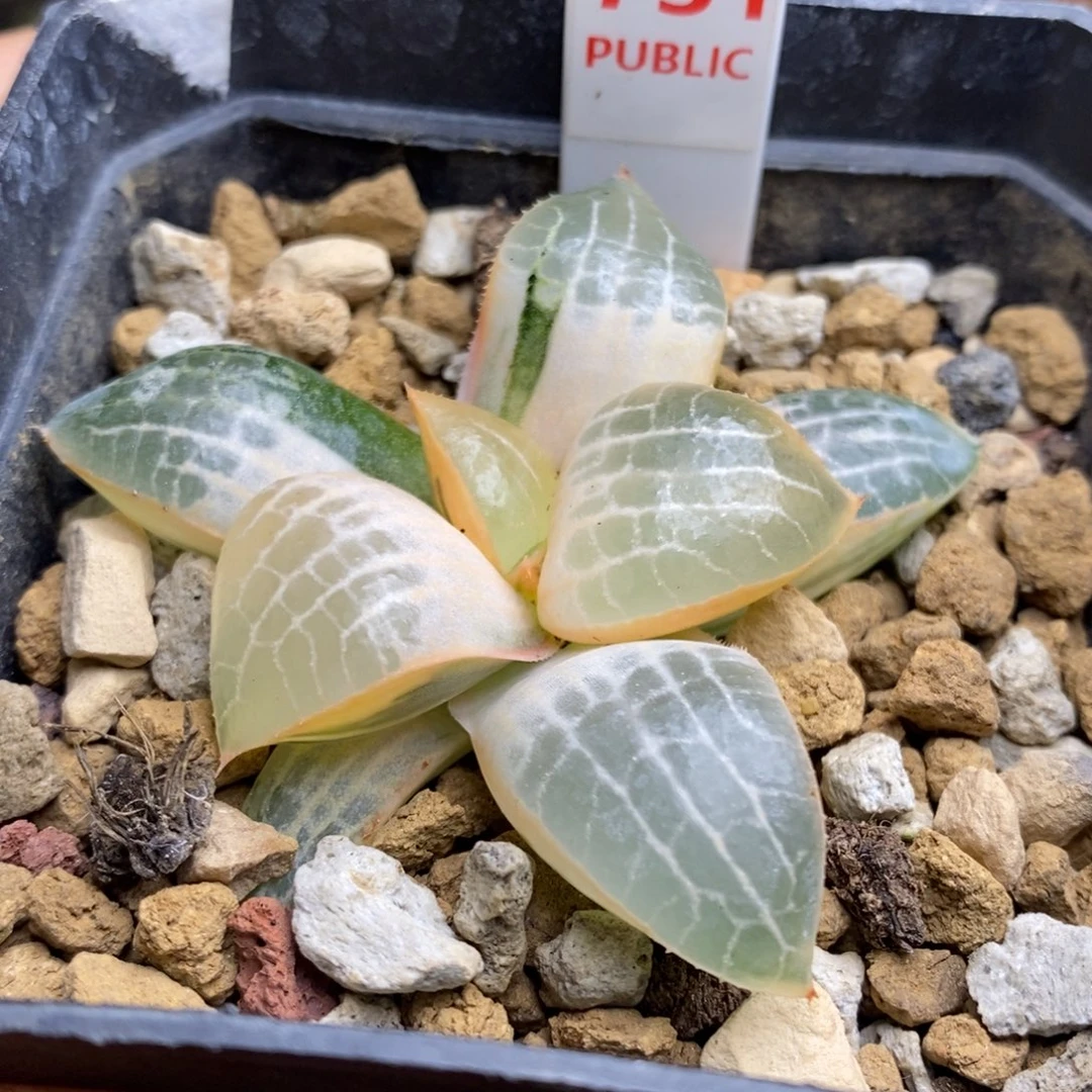731号糊斑玻璃康平锦