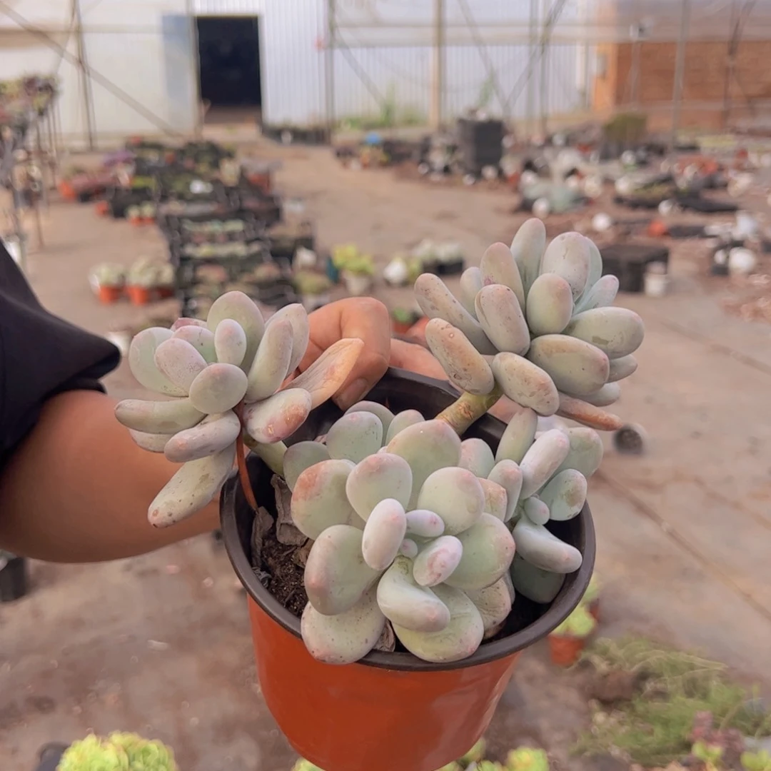 大叶奶三头起发老桩