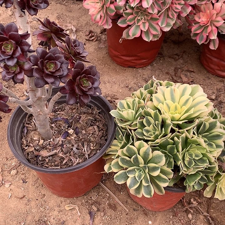 五*多肉植物两颗组合53