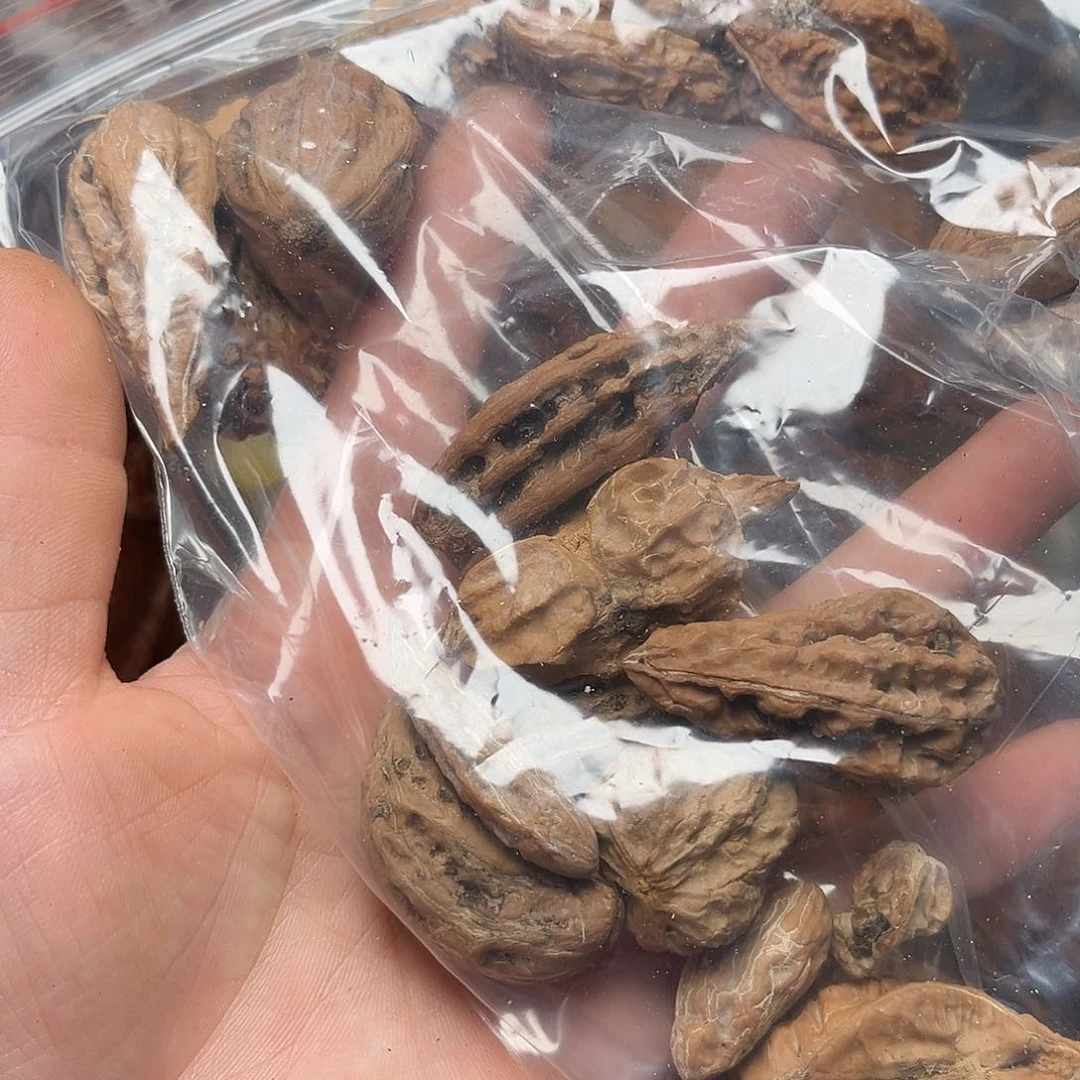 吊坠文玩核桃核桃77