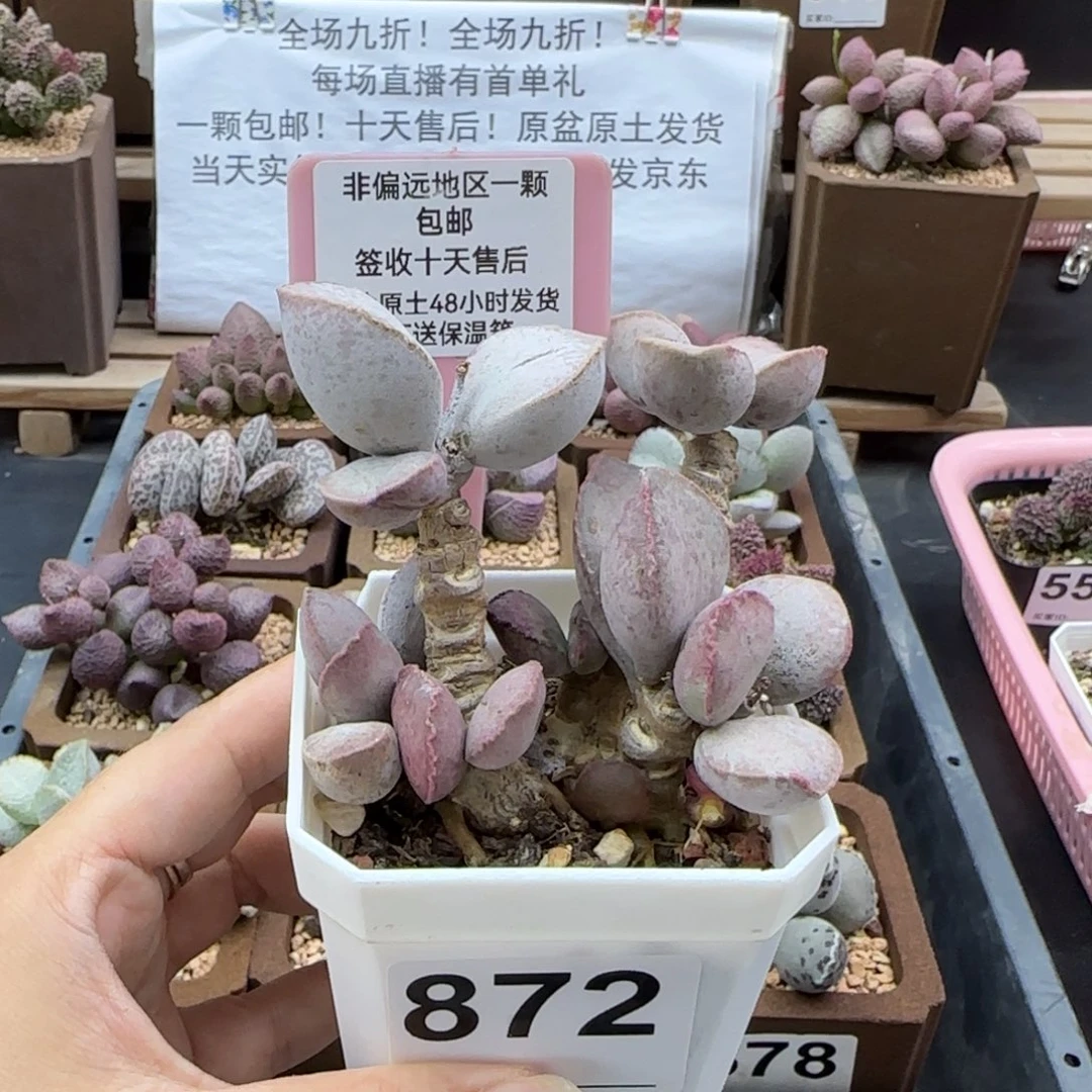 872金牛座多肉植物