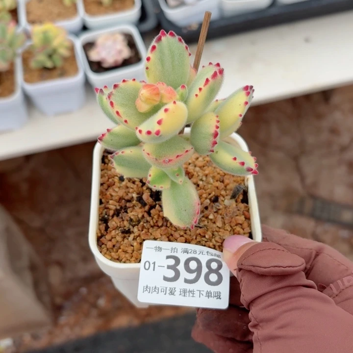 白熊无盆土发货多肉多