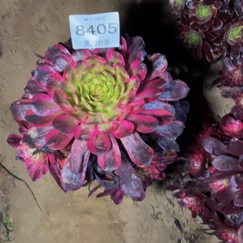 月蝉多肉多肉肉8405