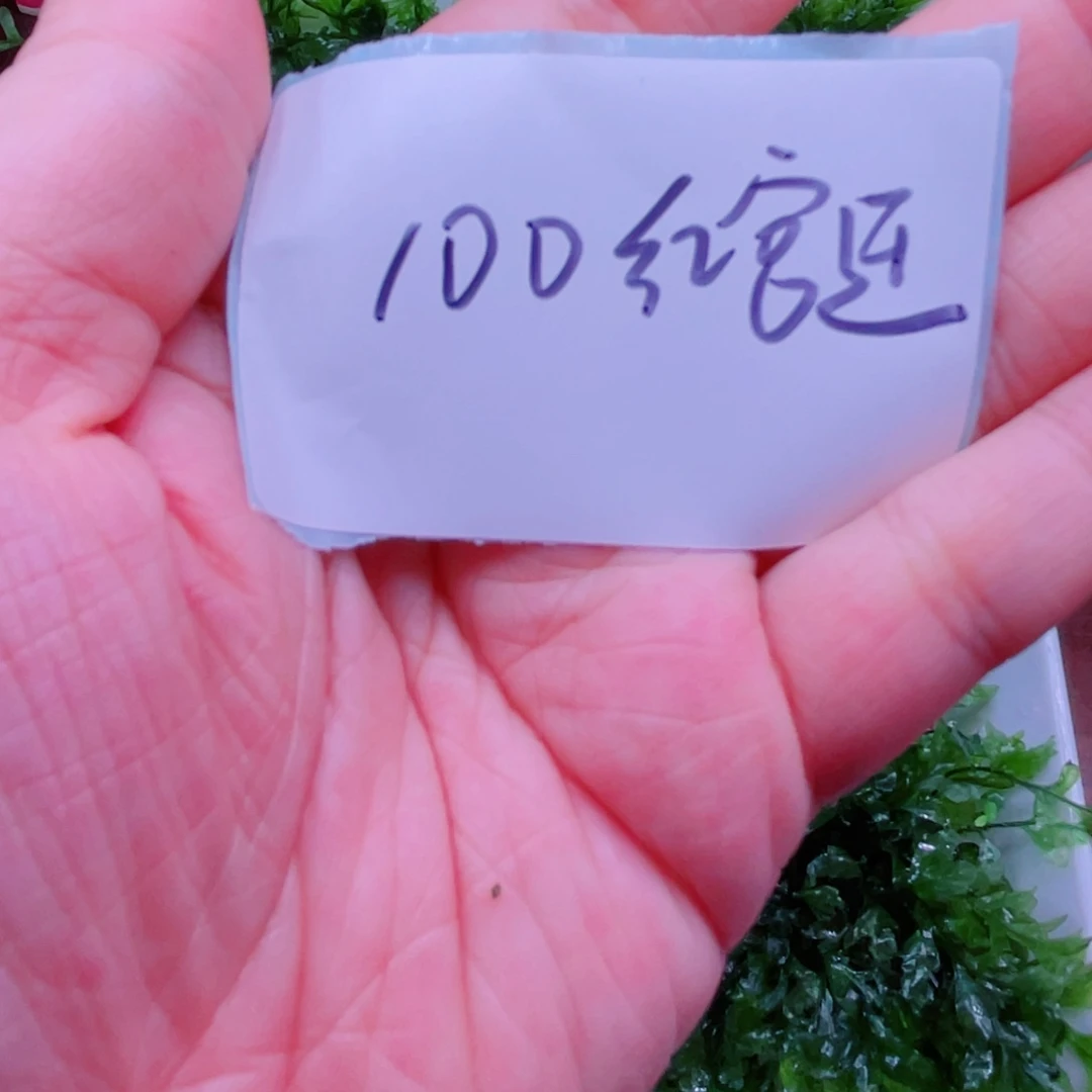 新加坡红宫廷一百颗