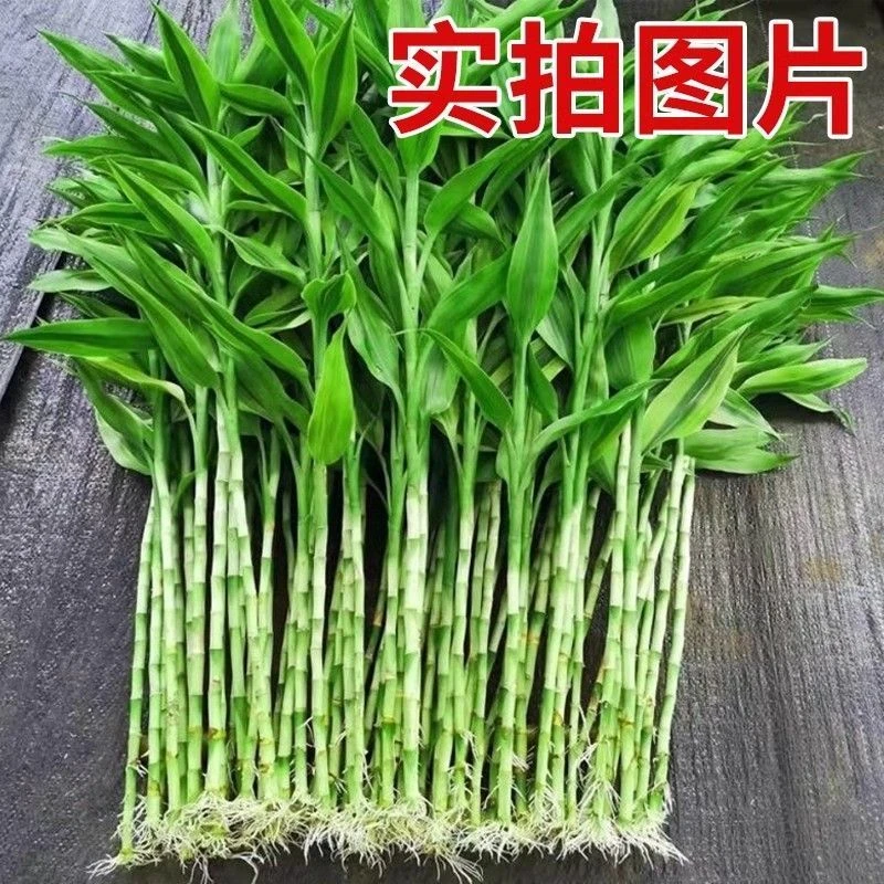 爆款带根富贵竹水培植物室内客厅办公室桌面绿植四季平安带根发货