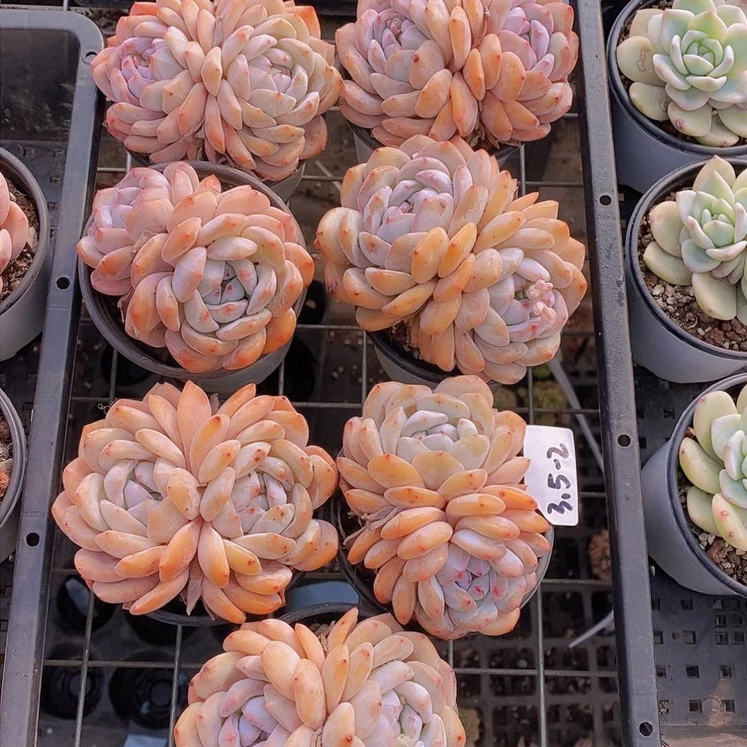 0308-黄皮橙双头福利一颗 量拍