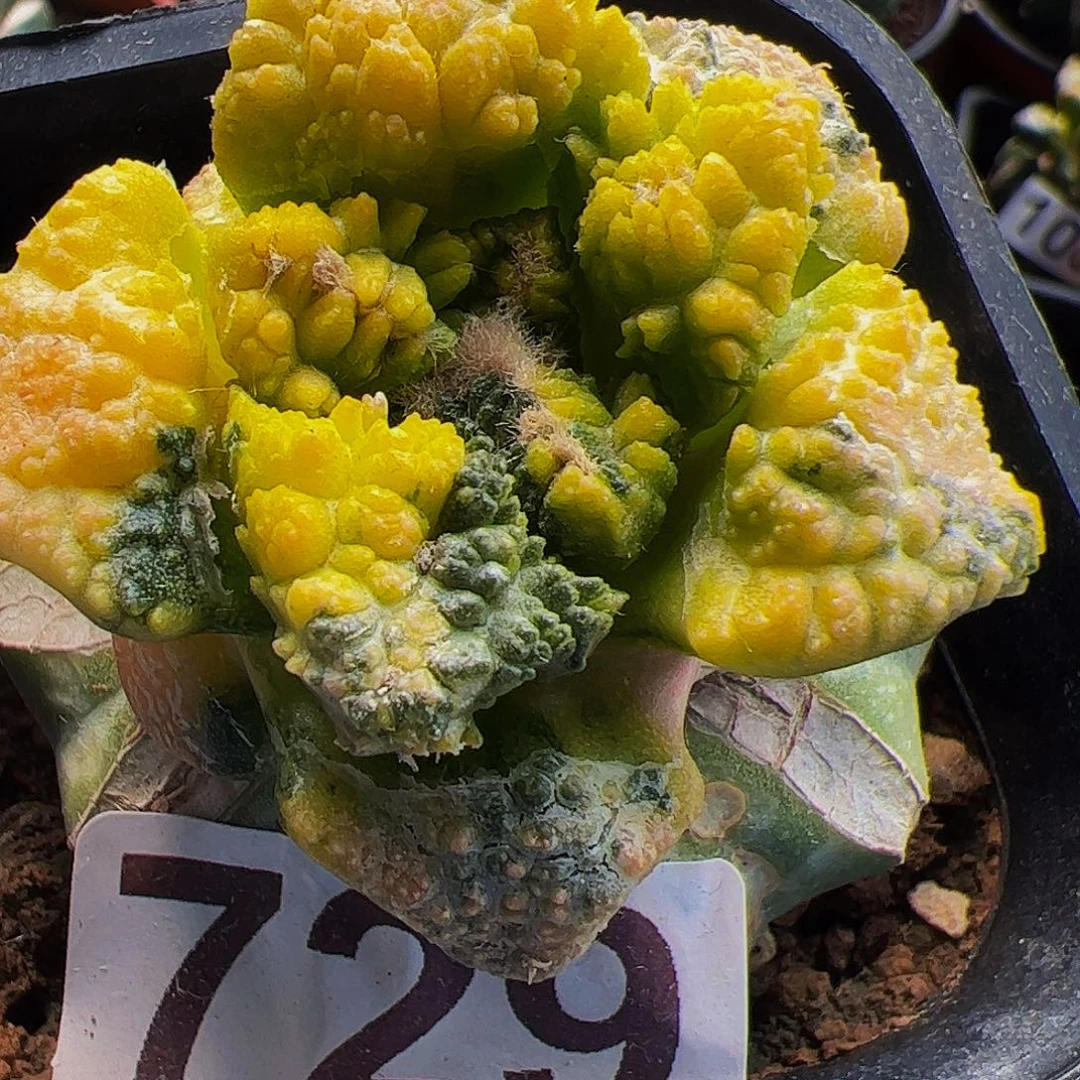 无花朵福利龟甲牡丹锦729