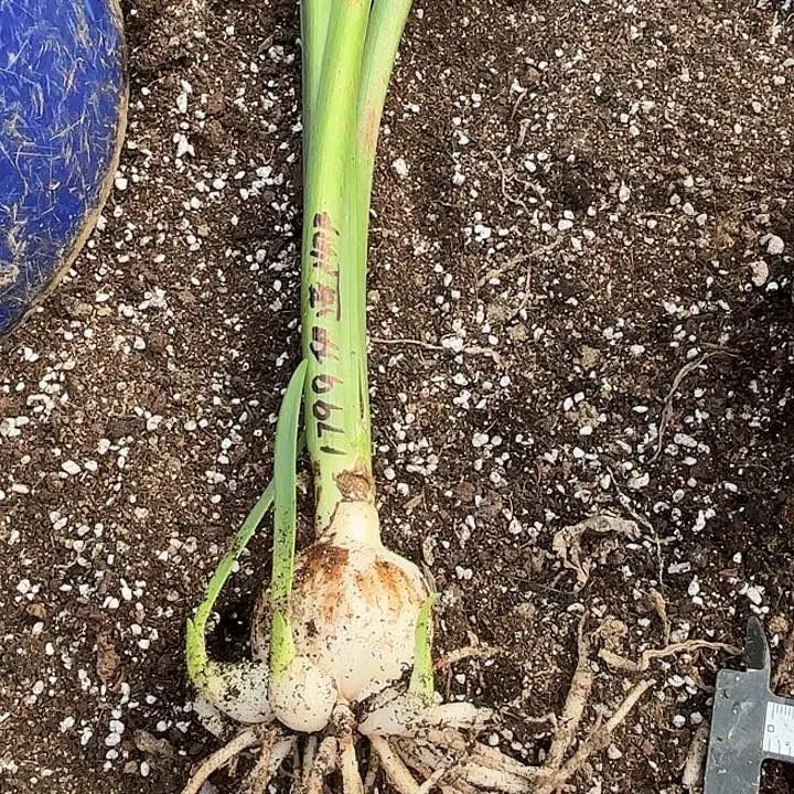 ╰****╮伊莲娜5左右带侧1799