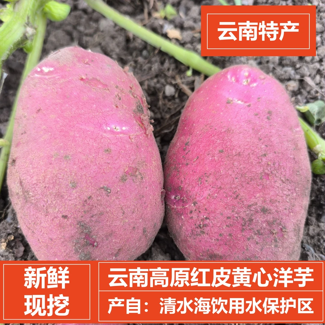 新鲜现挖云南高原露天种植红皮黄心土豆洋芋