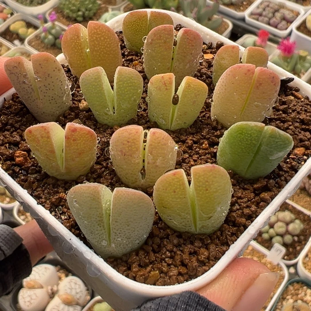 752多肉植物种类多样