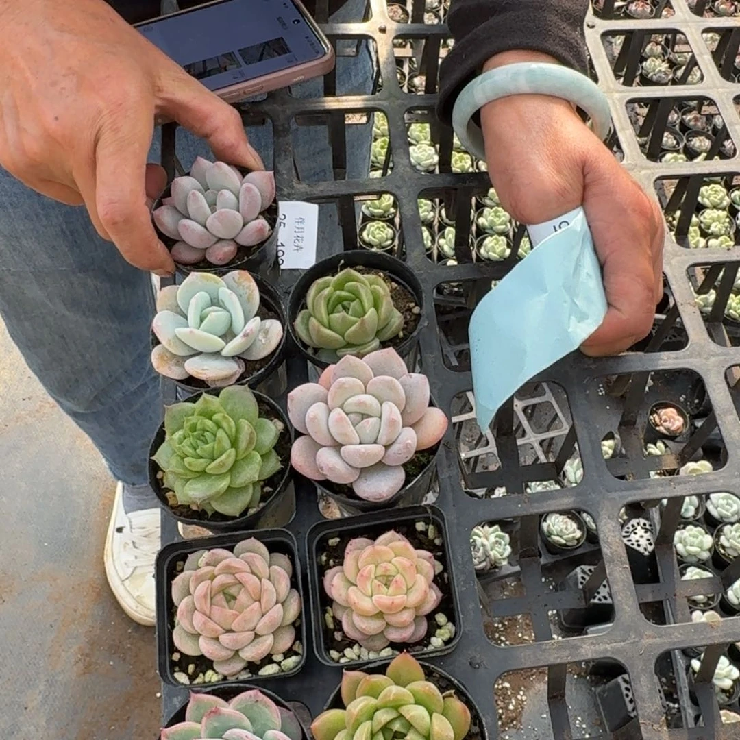 多肉组合9颗量拍25-193