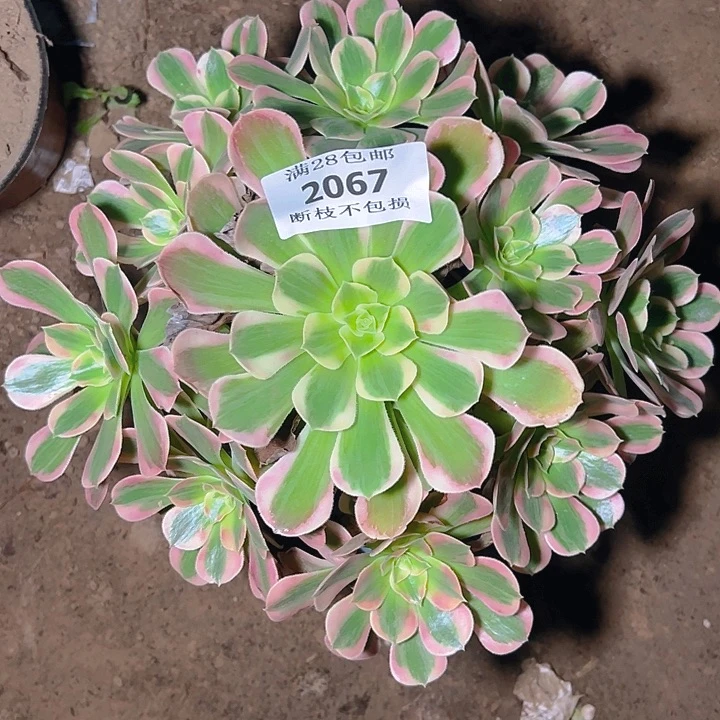 2067粉女郎多肉植物