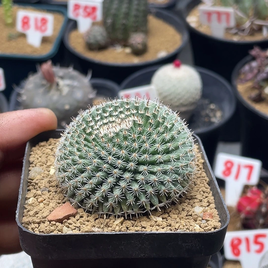 实生孤刺恋山彦 特价