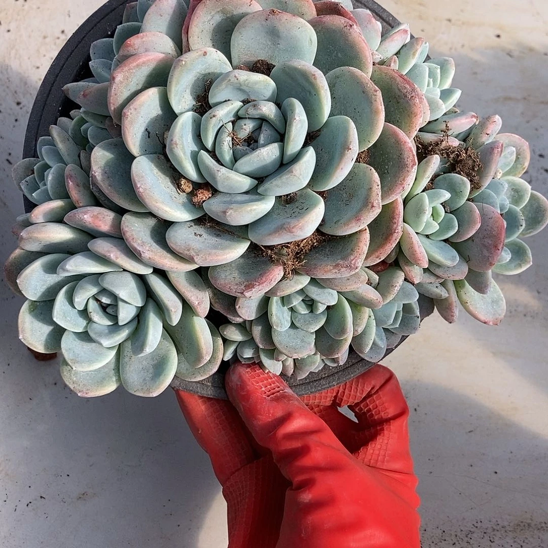 52 一物一拍多肉不退不换