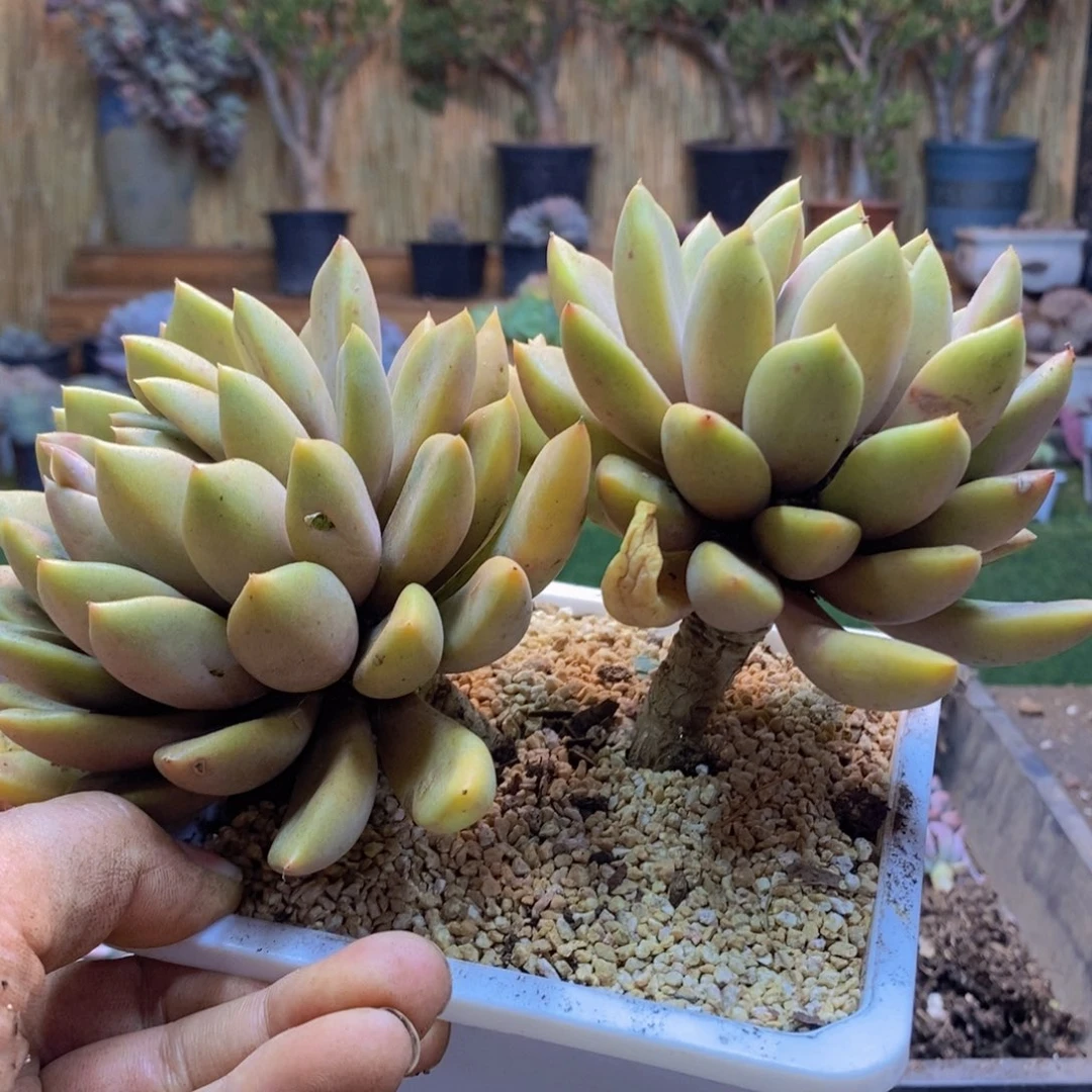 N****dH250号象牙多肉