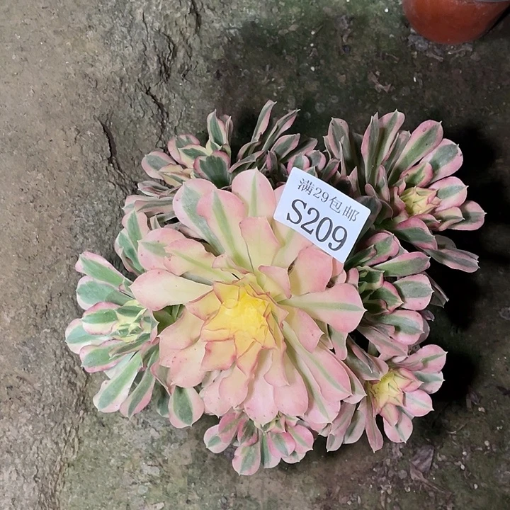 209白凤多肉植物