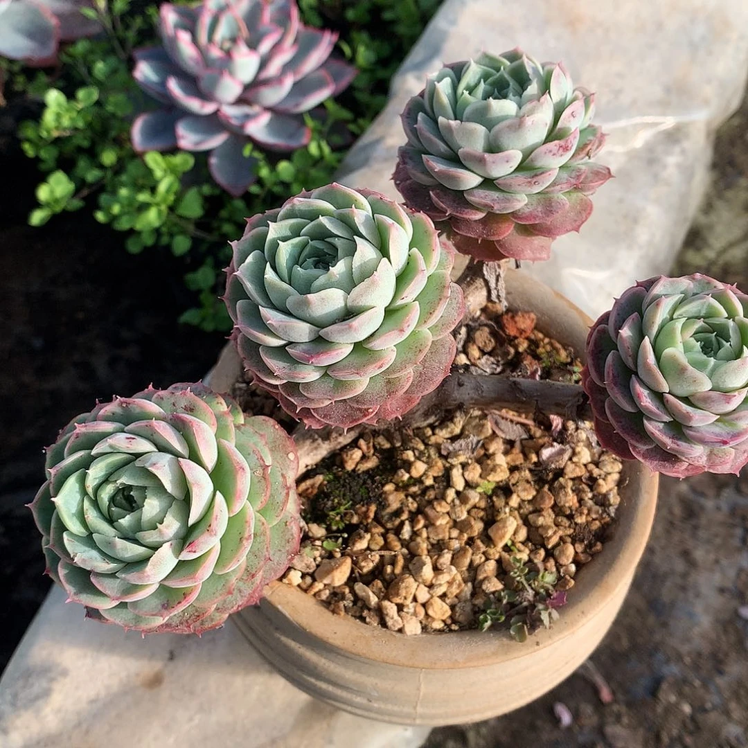 朱砂痣多肉一物一拍