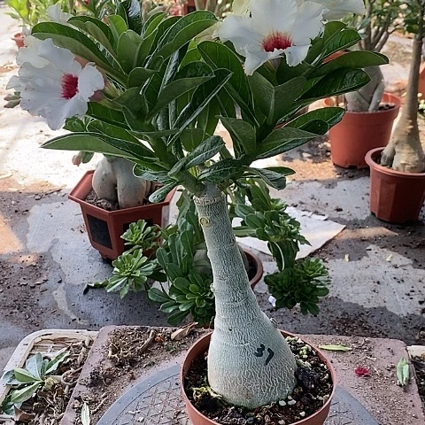 【闪购商品】无花朵轻**荷