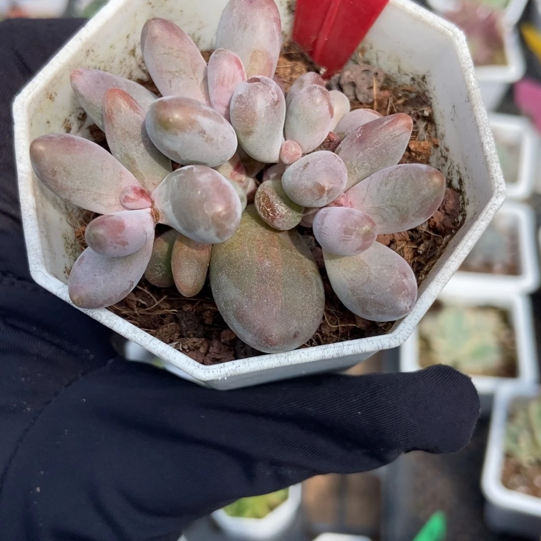 9023红手指多肉植物
