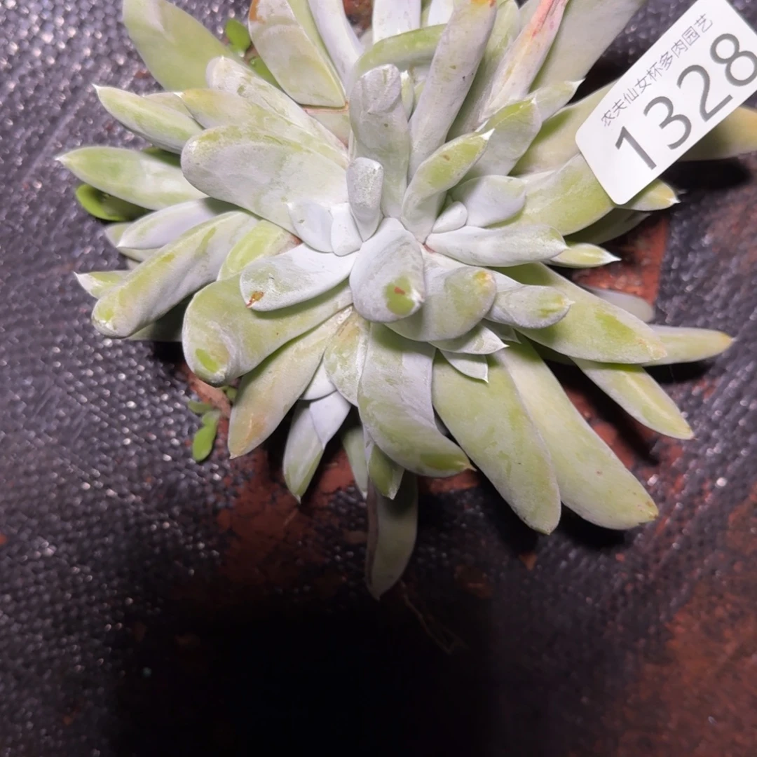 仙女杯多肉植物杂交