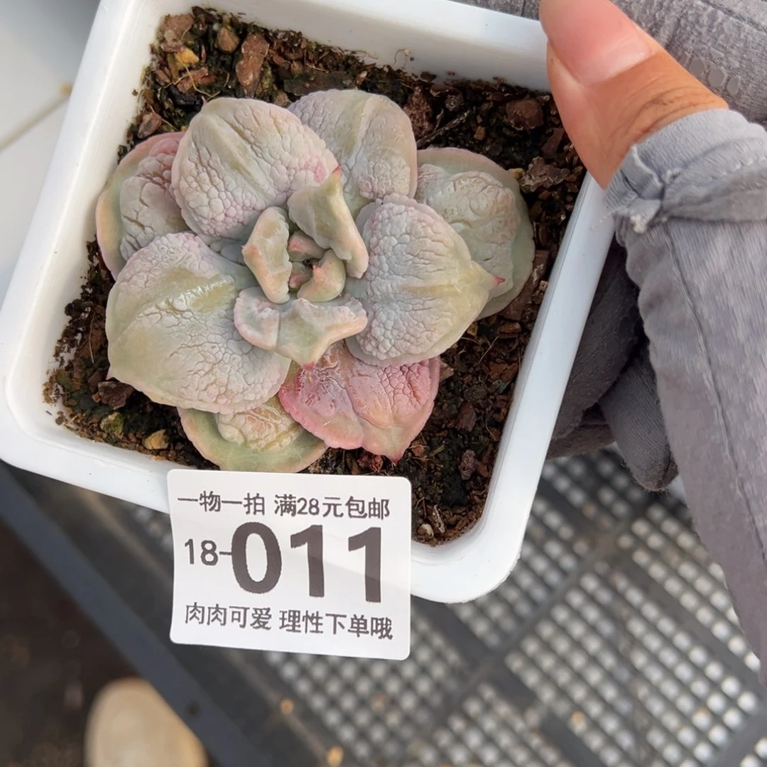 留财饺子皮多肉多肉多肉多肉