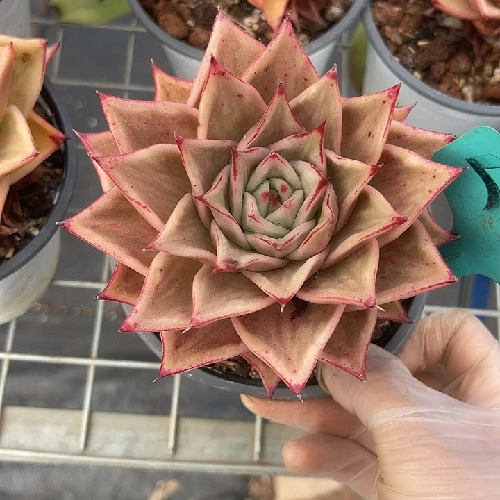 两单包邮，一物 一拍519星星锦