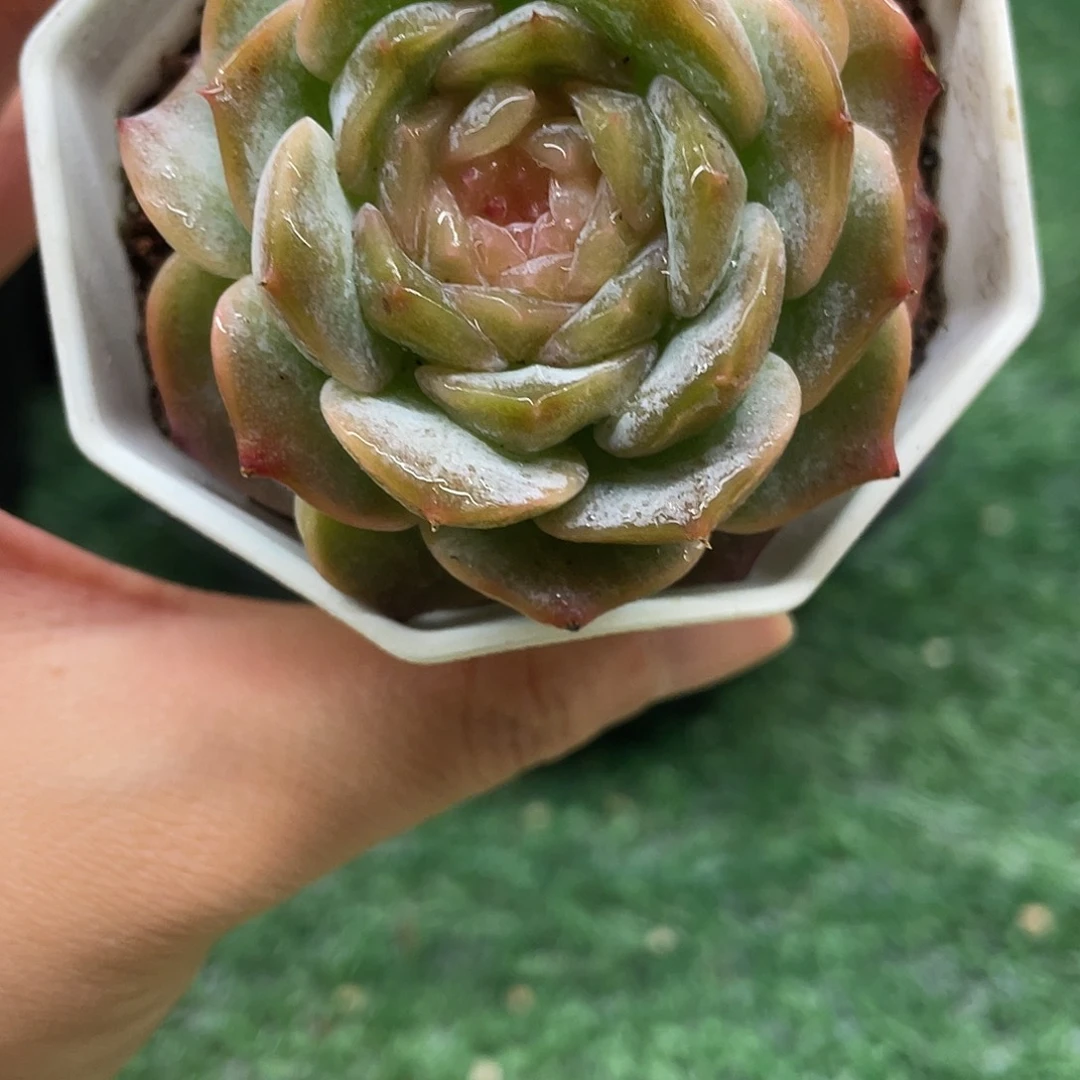 142一物一一拍一拍