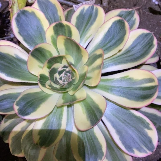 165燕姿锦多肉植物