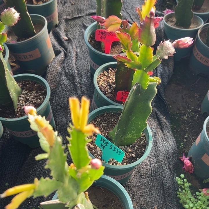 a***哥56号074重瓣，66668