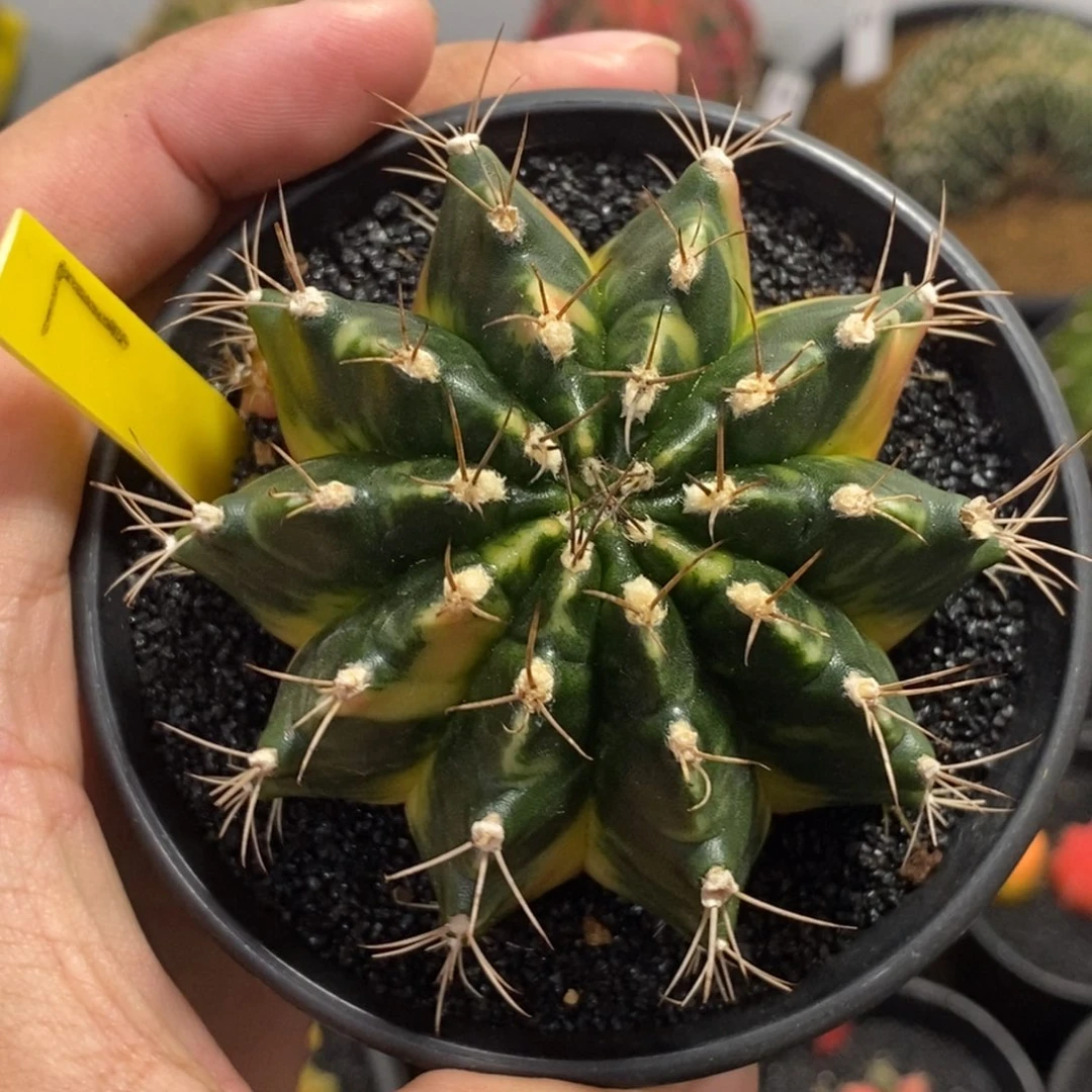 全品米哈—带盆土发货8