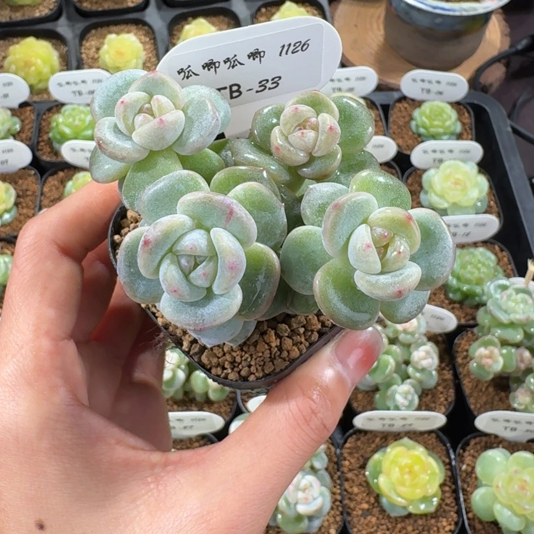 1126-33-团圆群生