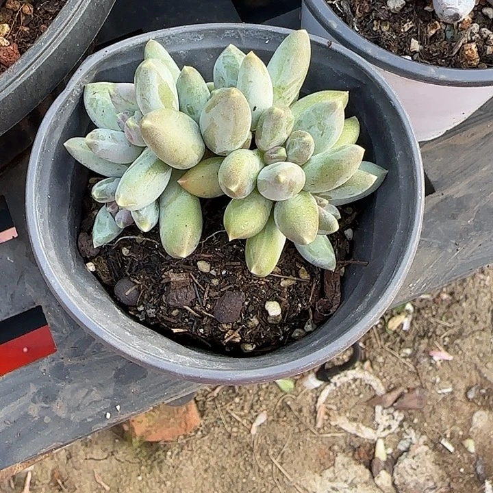 青蛙王子儿童牙膏。。