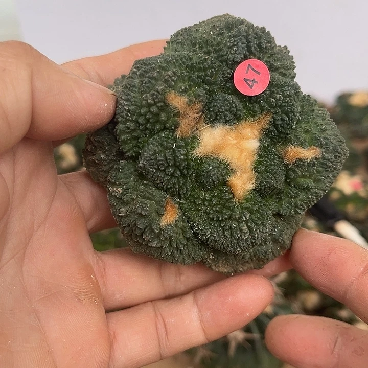 苗接落地哥斯拉一颗