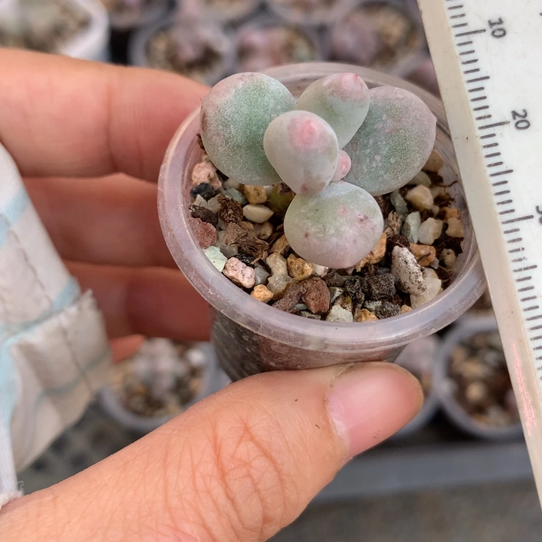 米可奶酪多肉米可奶