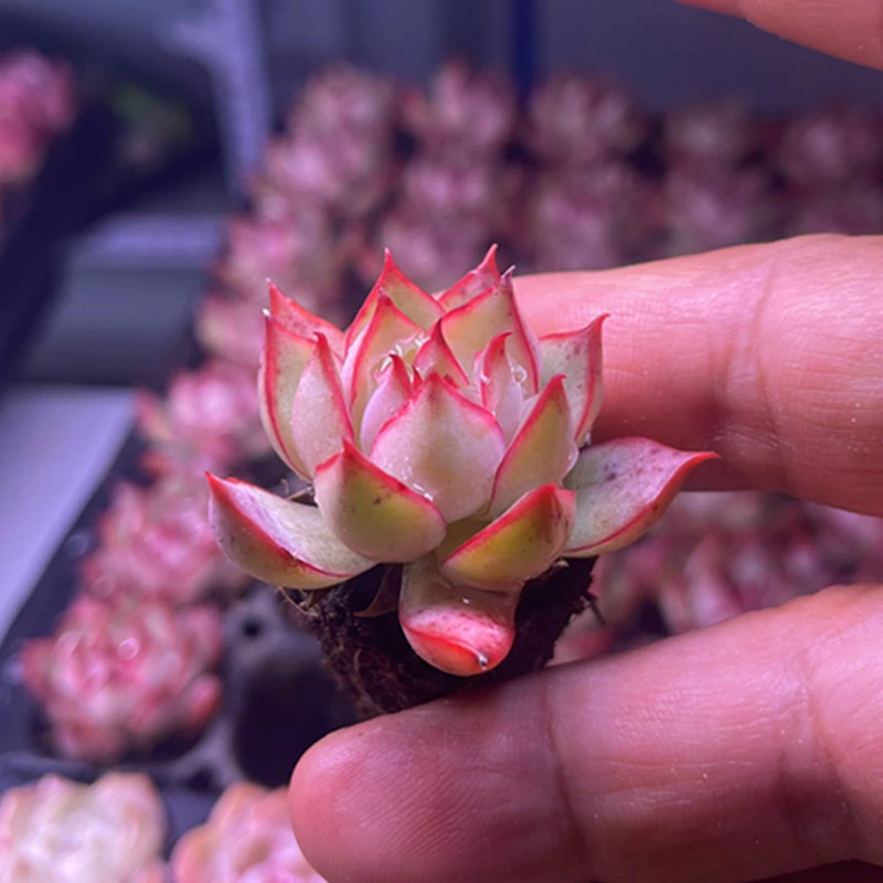 （满9.9包邮）小宝莲灯 3厘米左右多肉植物