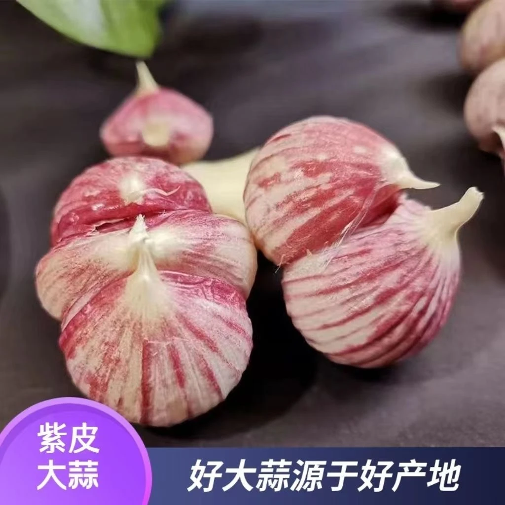 【三胞胎独头蒜】2026年云南紫皮大蒜今年新鲜湿蒜和独头蒜味道一样