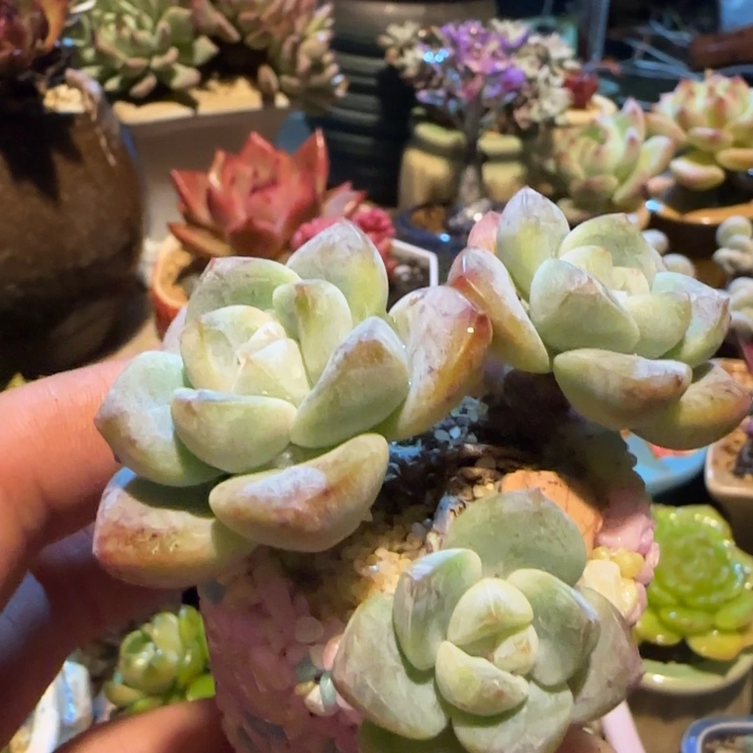 多肉植物，冰玉老庄