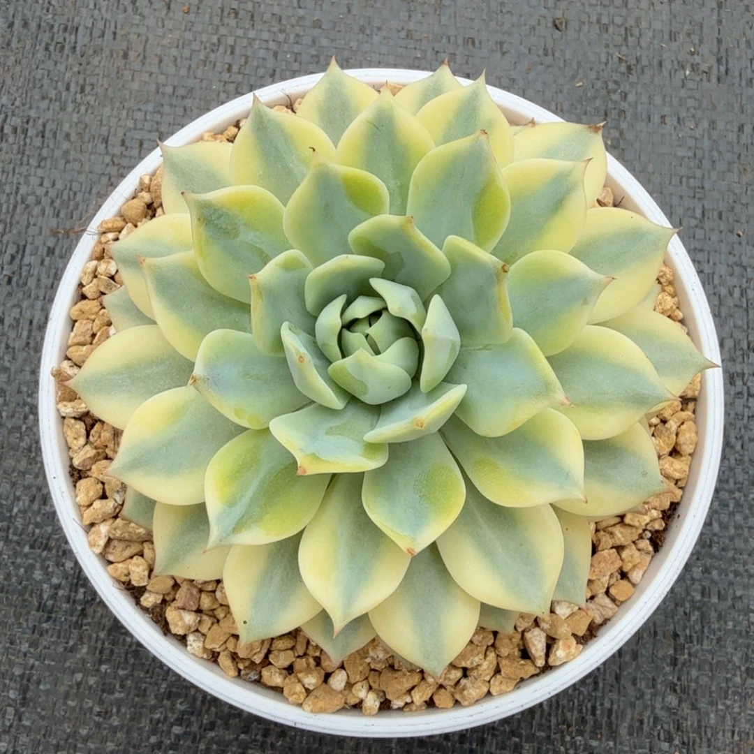 菱镜锦锦上园艺一物一拍