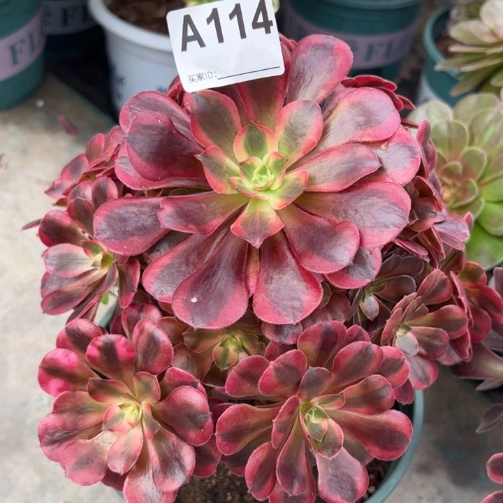 114美杜莎20厘米左右