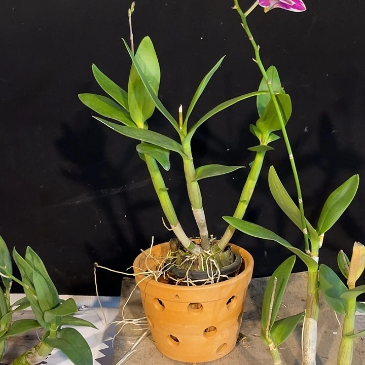 完全开放2199泰国渊昭