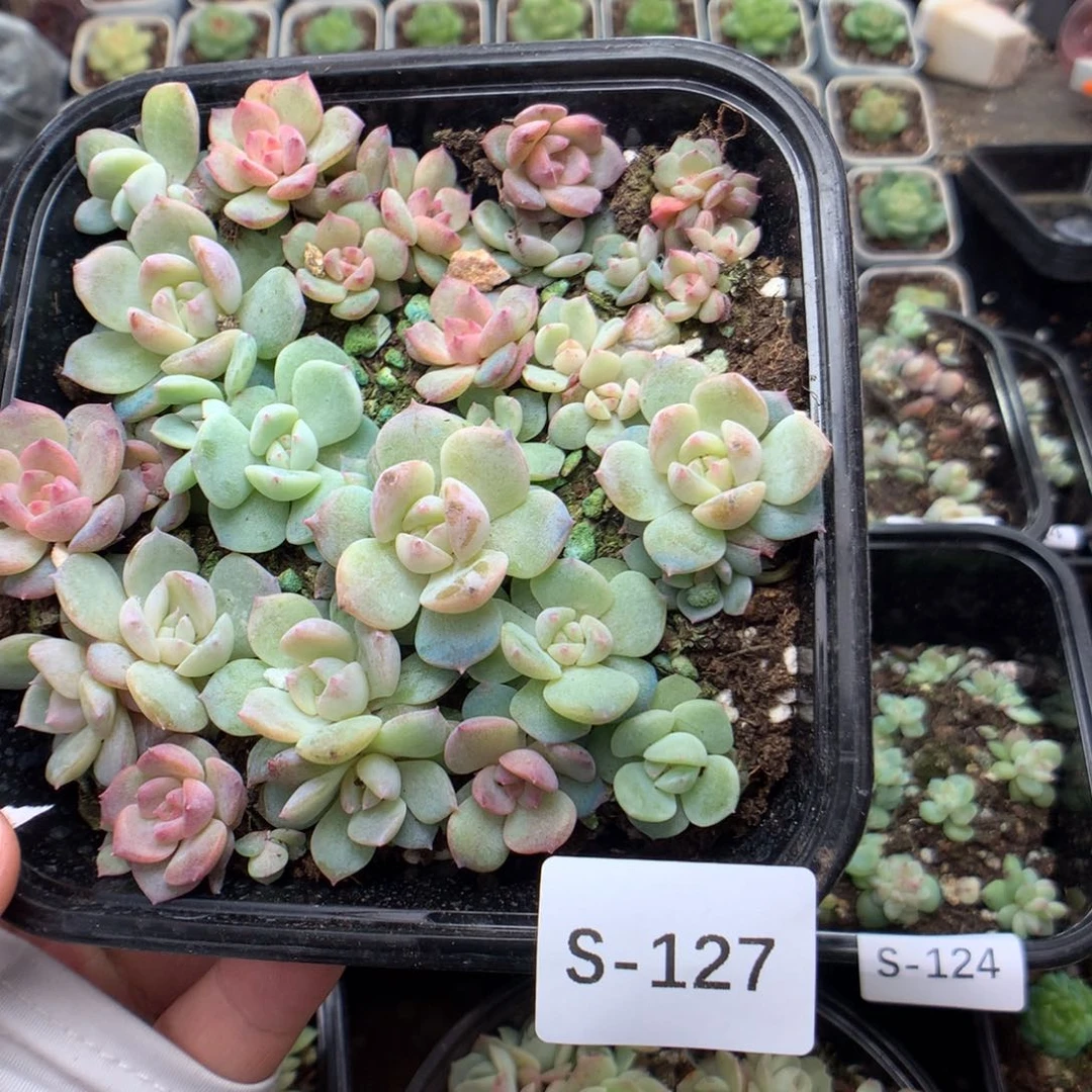 无花朵S127英语英语