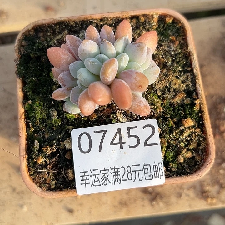 幸运儿是一位非常优秀且