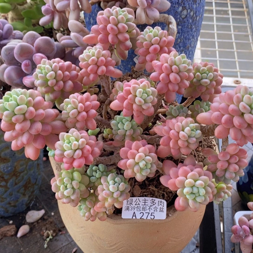 鱼子酱老桩20cm275多肉植物