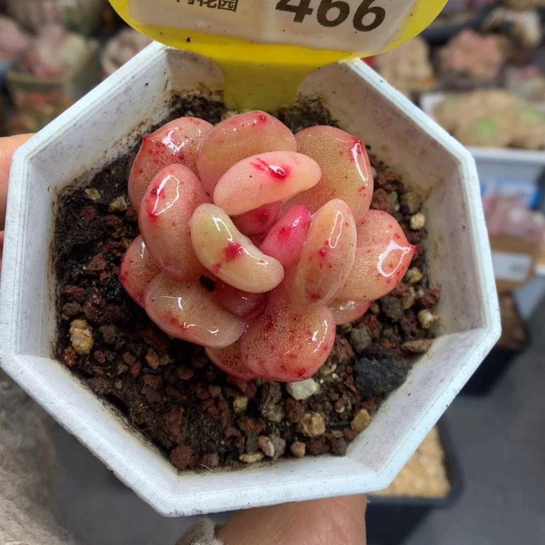 466血斑雪天使石化多肉