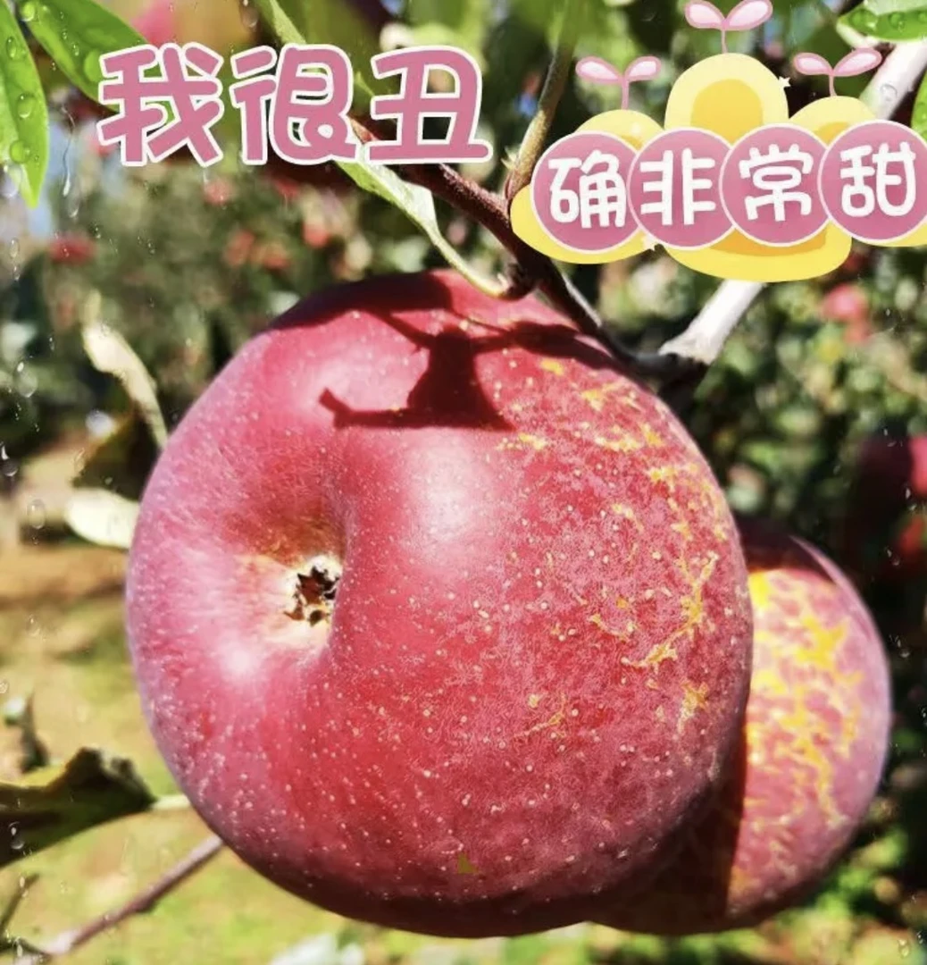 【京东到家 果农自卖】四川大凉山丑苹果脆甜现摘现发2/4.5斤